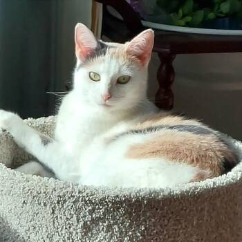 Gigi -  Domestic Short Hair Cat for Adoption in Traverse City, Michigan - Gigi | PetCurious