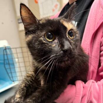 Domestic Short Hair Cats Available for Adoption in Trenton, New Jersey - Biscuit | PetCurious