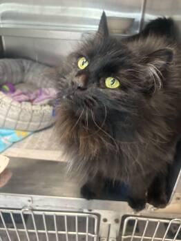Domestic Long Hair Cats Available for Adoption in Manchester, New Hampshire - Footsie- Looking For Foster Or Adopter! | PetCurious