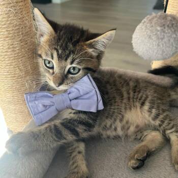 Gale -  Domestic Short Hair Cat for Adoption in Greenville, South Carolina - Gale | PetCurious