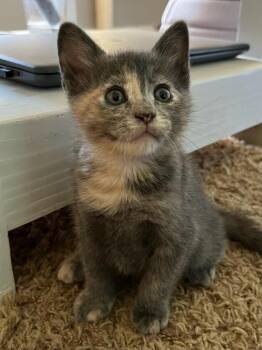Aboo -  Domestic Short Hair Cat for Adoption in Thatcher, Arizona - Aboo | PetCurious