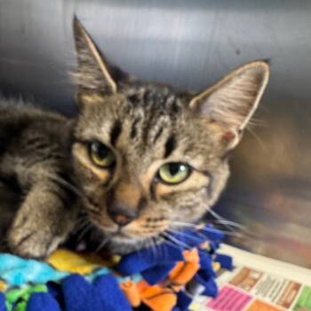 Rescue Domestic Short Hair Cats for Adoption in Troy, Illinois - Doe | PetCurious