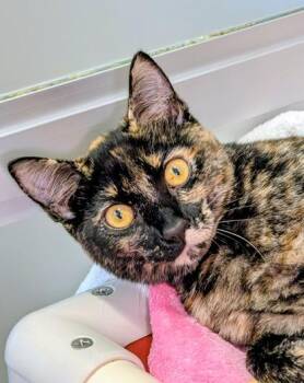 Cadbury Egg -  Domestic Short Hair Cat for Adoption in Bellevue, Washington - Cadbury Egg | PetCurious