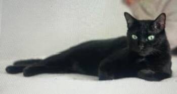 Pepper Clark -  Domestic Short Hair Cat Available for Adoption in Parkville, Maryland - Pepper Clark | PetCurious