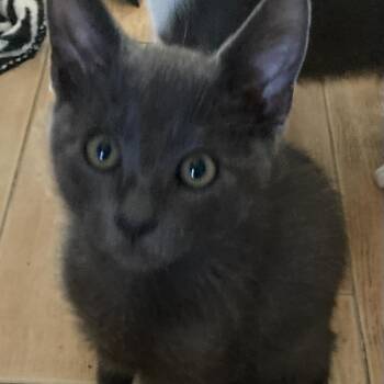 Freeman -  Domestic Short Hair Cat for Adoption in Riverside, California - Freeman | PetCurious