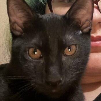 Luca -  Domestic Short Hair Cat for Adoption in Glendale, Arizona - Luca | PetCurious