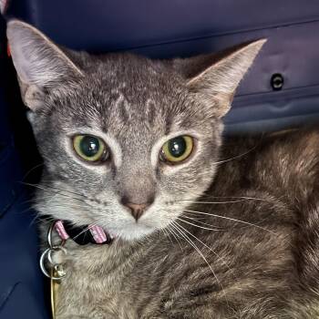 Rescue Domestic Short Hair Cats for Adoption in Lansing, Michigan - Nyx | PetCurious