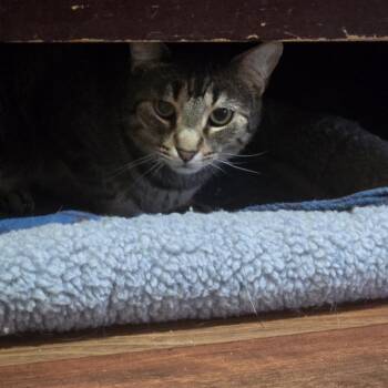 Domestic Short Hair Cats Available for Adoption in Tylertown, Mississippi - Huey | PetCurious