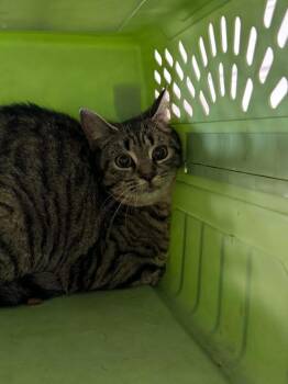 Domestic Short Hair Cats Available for Adoption - Tonka Jahari | PetCurious