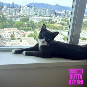 Junebug -  Domestic Short Hair Cat for Adoption in Vancouver, British Columbia - Junebug | PetCurious