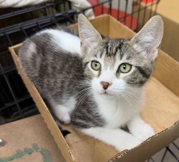 Hashbrown -  Domestic Short Hair Cat for Adoption - Hashbrown | PetCurious
