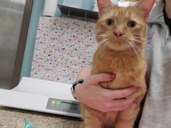 Rescue Domestic Short Hair Cats for Adoption in Maumee, Ohio - Cosmos | PetCurious