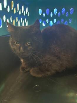 Domestic Medium Hair Cats Available for Adoption - INKY | PetCurious