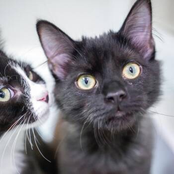 Domestic Long Hair Cats Available for Adoption - Wool Dress Sock | PetCurious