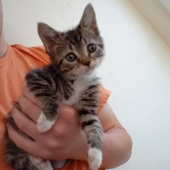 Tabby Cats Available for Adoption in Columbia, South Carolina - Hope | PetCurious