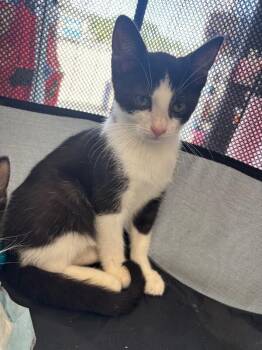 Adam -  Domestic Short Hair Cat for Adoption in Grand Rapids, Michigan - Adam | PetCurious