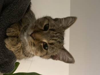 Rescue Domestic Short Hair Cats for Adoption in Tillsonburg, Ontario - JAKOB | PetCurious