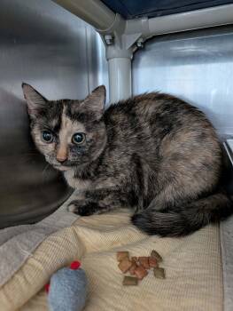 Domestic Short Hair Cats Available for Adoption - Fiesta - At Shelter | PetCurious