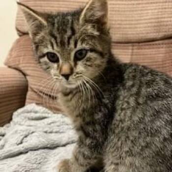 Domestic Short Hair and Tabby Cats Available for Adoption in Germansville, Pennsylvania - Meg | PetCurious