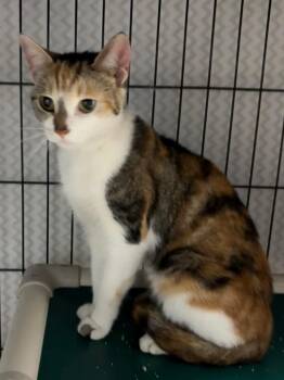 Cadence -  Domestic Short Hair Cat for Adoption in Hartford City, Indiana - Cadence | PetCurious