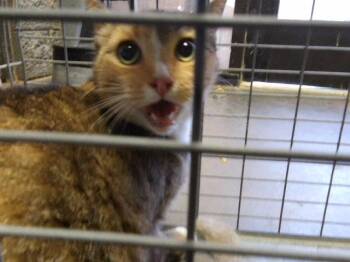 TEMPLE -  Domestic Short Hair Cat for Adoption in Tulsa, Oklahoma - TEMPLE | PetCurious