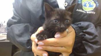 Domestic Short Hair Cats Available for Adoption - MATILDA | PetCurious