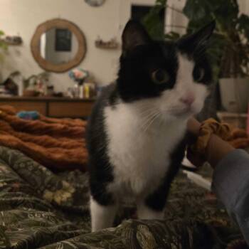 Rescue Domestic Short Hair Cats for Adoption in Waltham, Massachusetts - Poly | PetCurious