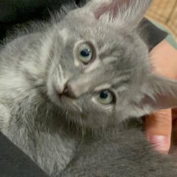 Domestic Short Hair Cats Available for Adoption in Escondido, California - Jinny | PetCurious