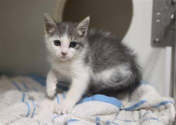 BUBBA -  Domestic Medium Hair Cat for Adoption in Salinas, California - BUBBA | PetCurious