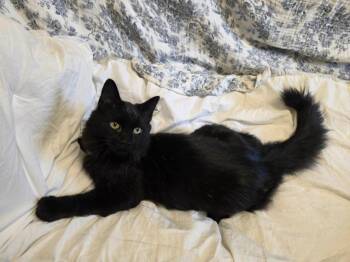 Ham -  Domestic Long Hair Cat for Adoption in Sprakers, New York - Ham | PetCurious