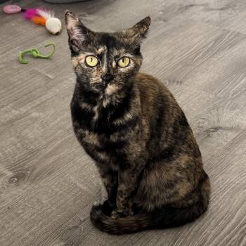 Delilah -  Domestic Short Hair Cat for Adoption in Hopkinton, Massachusetts - Delilah | PetCurious