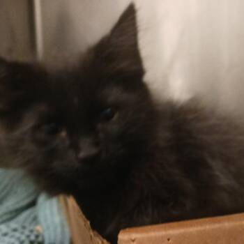Tom (green collar) -  Domestic Medium Hair Cat for Adoption in Nashville, Tennessee - Tom (green Collar) | PetCurious