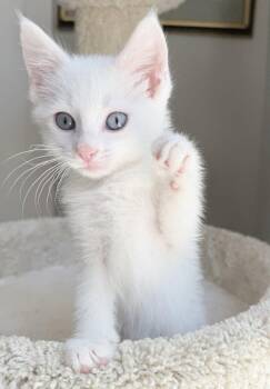 Everest -  Siamese and Domestic Short Hair Cat for Adoption in Nashville, Tennessee - Everest | PetCurious