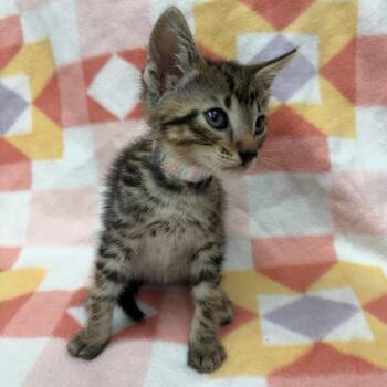 Oliver -  Domestic Short Hair Cat for Adoption in West Point, Mississippi - Oliver | PetCurious