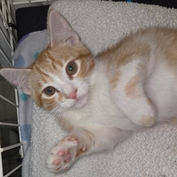 Double -  Domestic Short Hair Cat for Adoption in Priest River, Idaho - Double | PetCurious