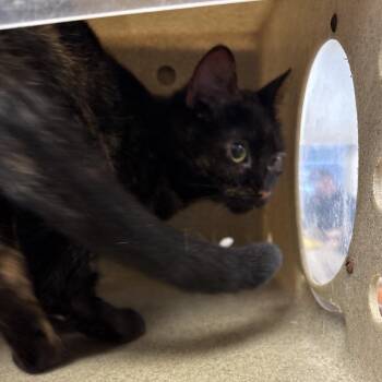 Domestic Short Hair Cats Available for Adoption - Sweety | PetCurious