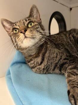 Nyx Mabel -  Domestic Short Hair Cat for Adoption in Roseville, California - Nyx Mabel | PetCurious