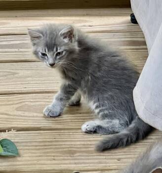 Jade -  Domestic Long Hair Cat for Adoption in West Palm Beach, Florida - Jade | PetCurious