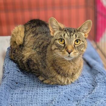 TAZ -  Domestic Short Hair Cat for Adoption in Delhi, Ontario - TAZ | PetCurious