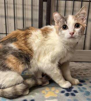 Rescue Domestic Short Hair Cats for Adoption in Columbia, Tennessee - Misty | PetCurious