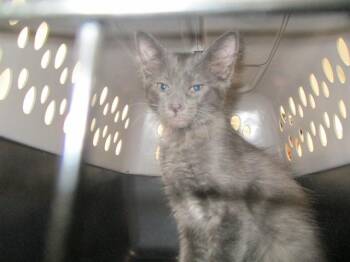 IZZY -  Domestic Short Hair Cat for Adoption in Ocala, Florida - IZZY | PetCurious