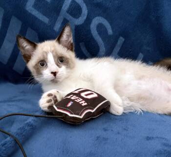 Cappuccino -  Siamese Cat for Adoption in Lake Monroe, Florida - Cappuccino | PetCurious