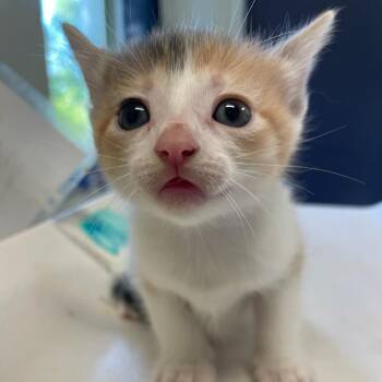 Princess Pickles -  Domestic Short Hair Cat for Adoption in Charlottesville, Virginia - Princess Pickles | PetCurious