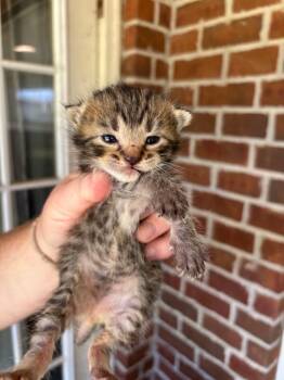 Fabian -  Domestic Short Hair Cat for Adoption in Mobile, Alabama - Fabian | PetCurious