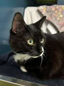 Kitty (Cťlestine) -  Domestic Short Hair Cat Available for Adoption in Montreal, Quebec - Kitty (Cťlestine) | PetCurious