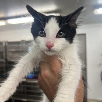 Hankie -  Domestic Medium Hair Cat for Adoption in Manhattan, Kansas - Hankie | PetCurious