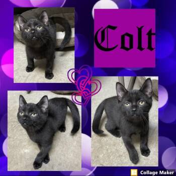 Colt -  Domestic Short Hair Cat for Adoption in Clearfield, Pennsylvania - Colt | PetCurious