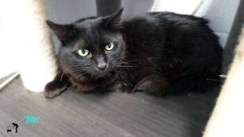 Rescue Domestic Medium Hair Cats for Adoption in Centerville, Utah - Bits | PetCurious