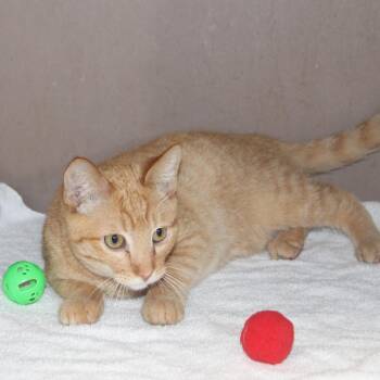 Why Is it Spicy? -  Domestic Short Hair Cat for Adoption in Hattiesburg, Mississippi - Why Is It Spicy? | PetCurious