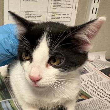 Domestic Medium Hair Cats Available for Adoption in Yuma, Arizona - Max | PetCurious